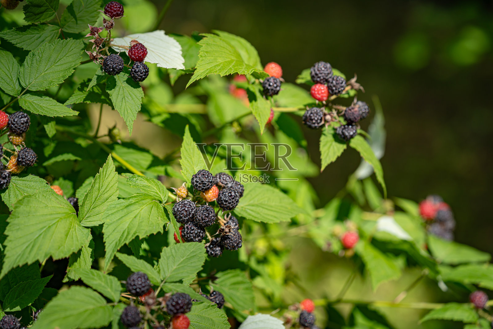 黑覆盆子，西洋红莓照片摄影图片