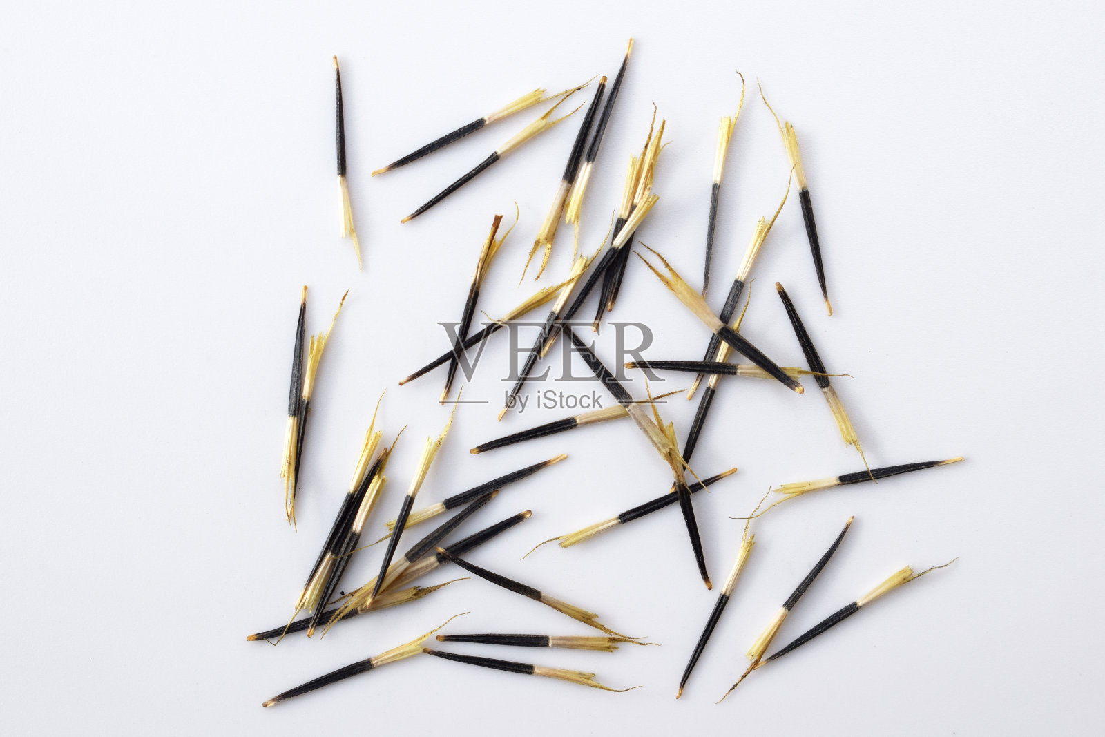 许多万寿菊的种子在白色背景上开花照片摄影图片