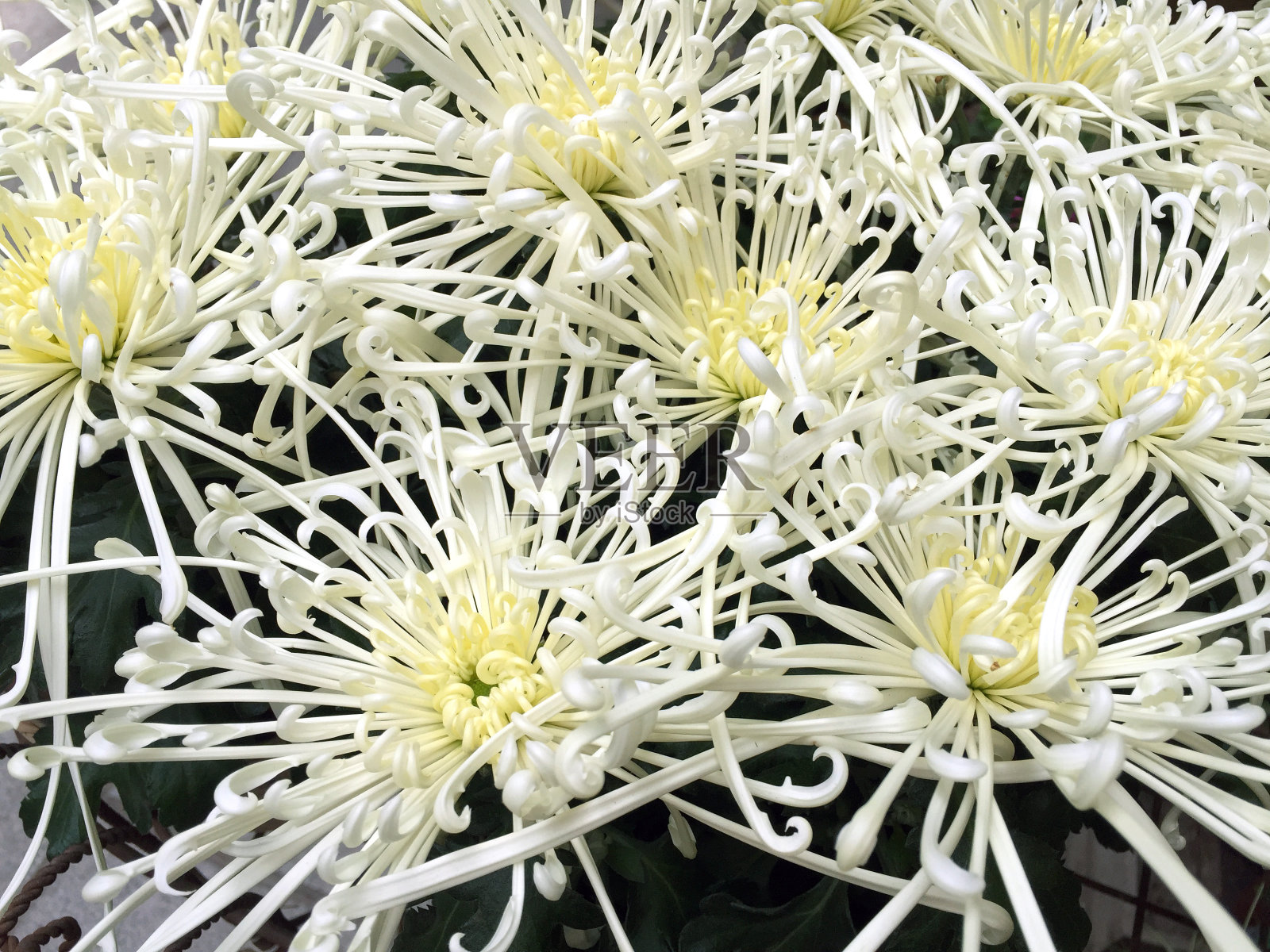 白蜘蛛靠近菊花。从顶部看。照片摄影图片