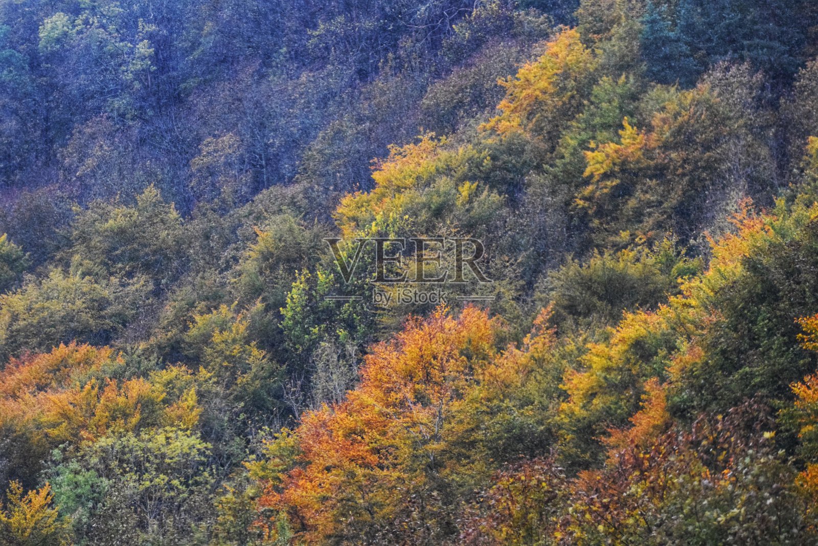 秋天的树照片摄影图片