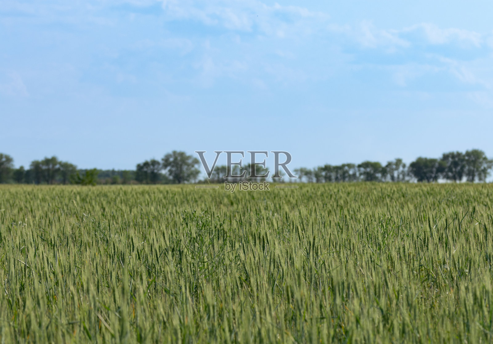 麦田，天际线，地平线，树木，天空。照片摄影图片