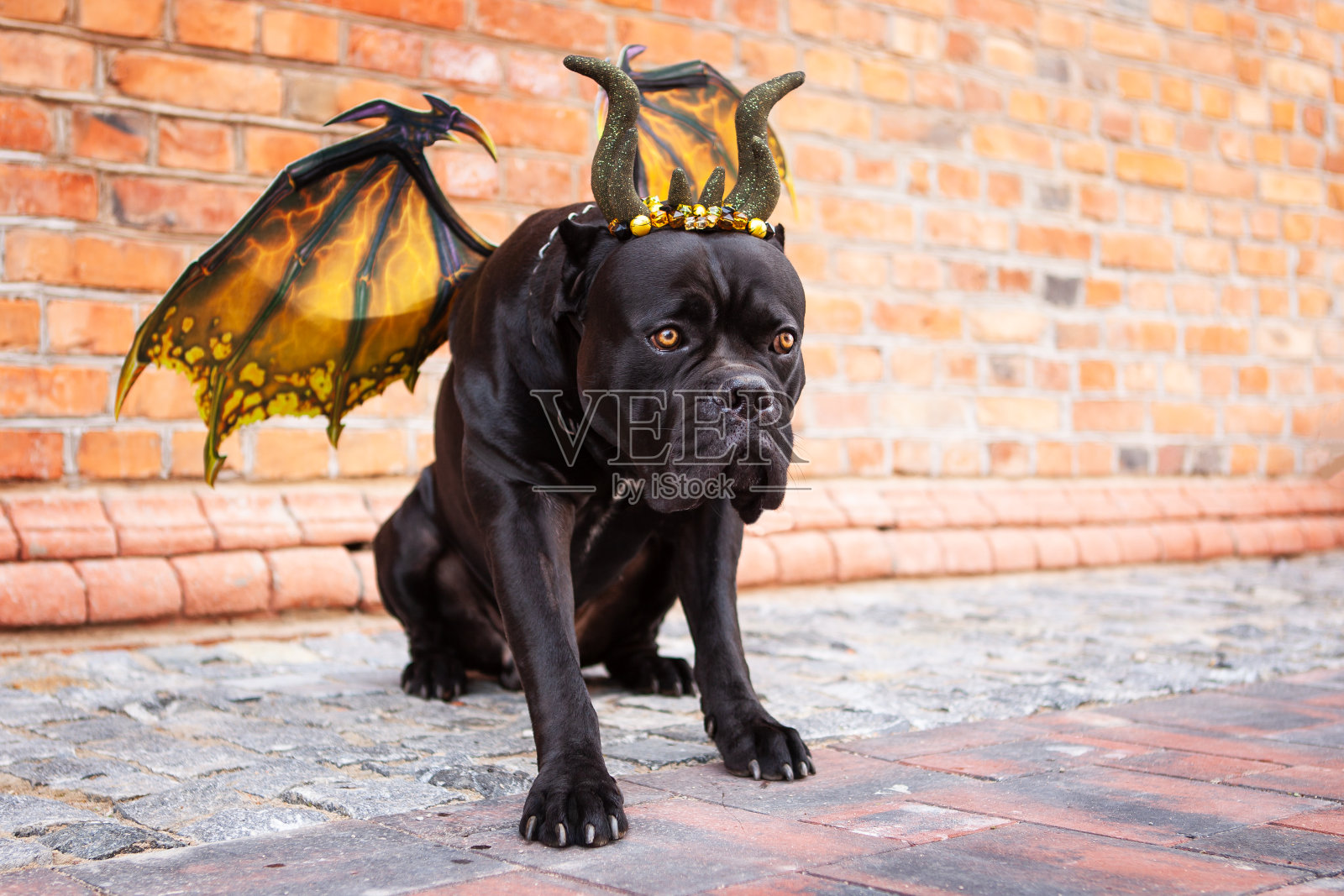 一只黑色的甘蔗科索狗，穿着龙的服装，有翅膀和角，在砖墙的背景下。照片摄影图片