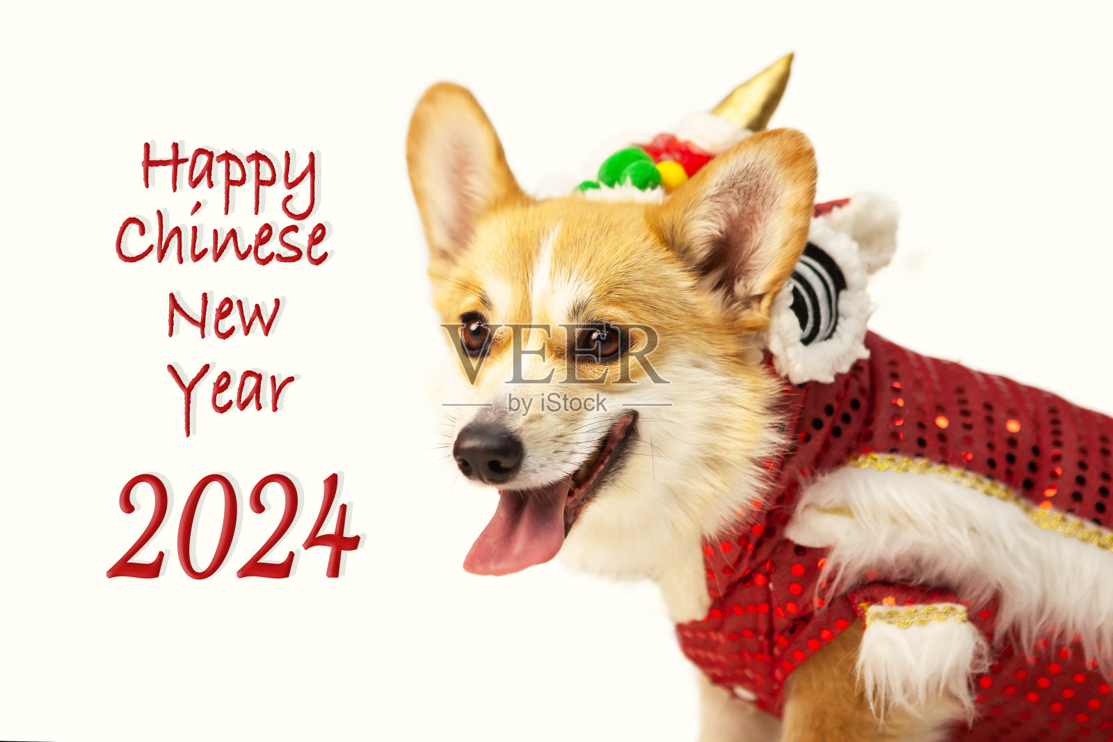 威尔士柯基犬穿着中国龙的服装，在一个孤立的背景，工作室拍摄。照片摄影图片