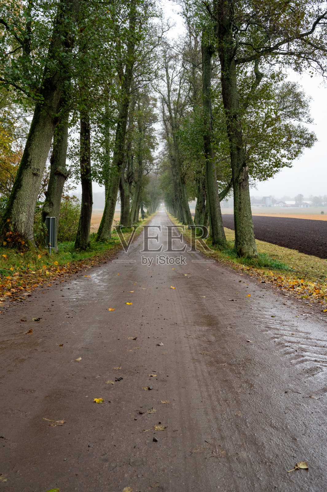 农场附近笔直的林荫大道照片摄影图片