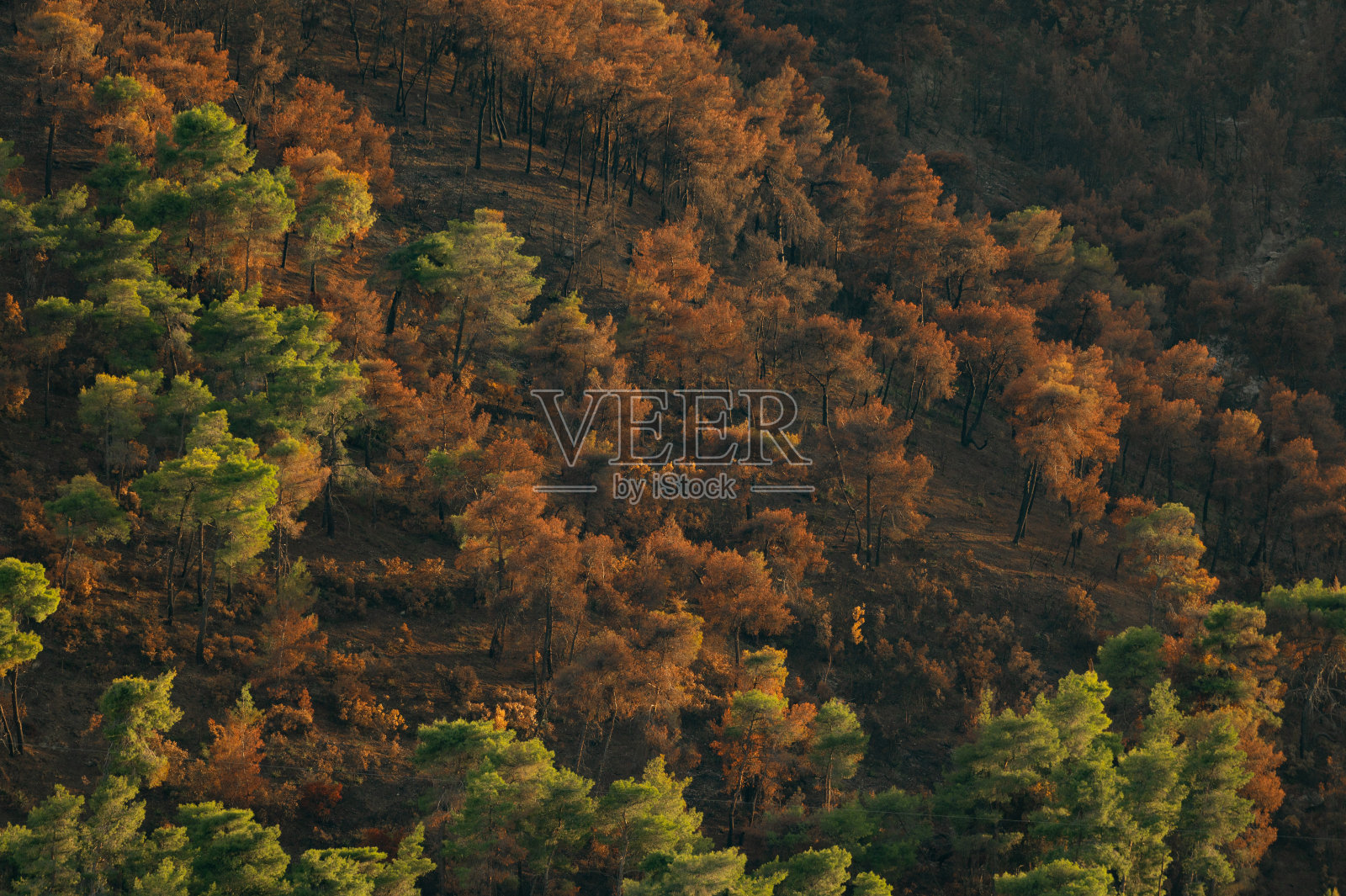 森林火灾后的植被照片摄影图片