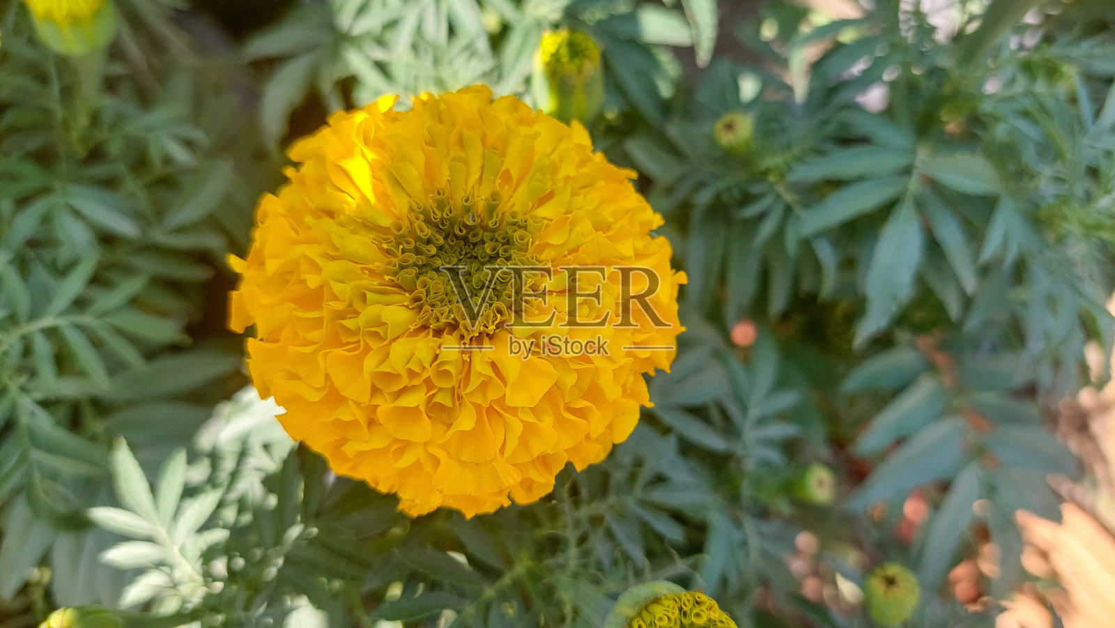 金盏菊
植物照片摄影图片