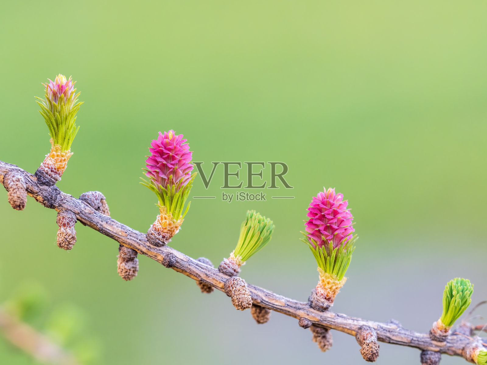 在大自然的背景下，落叶松树新鲜的粉红色球果在春天开花照片摄影图片