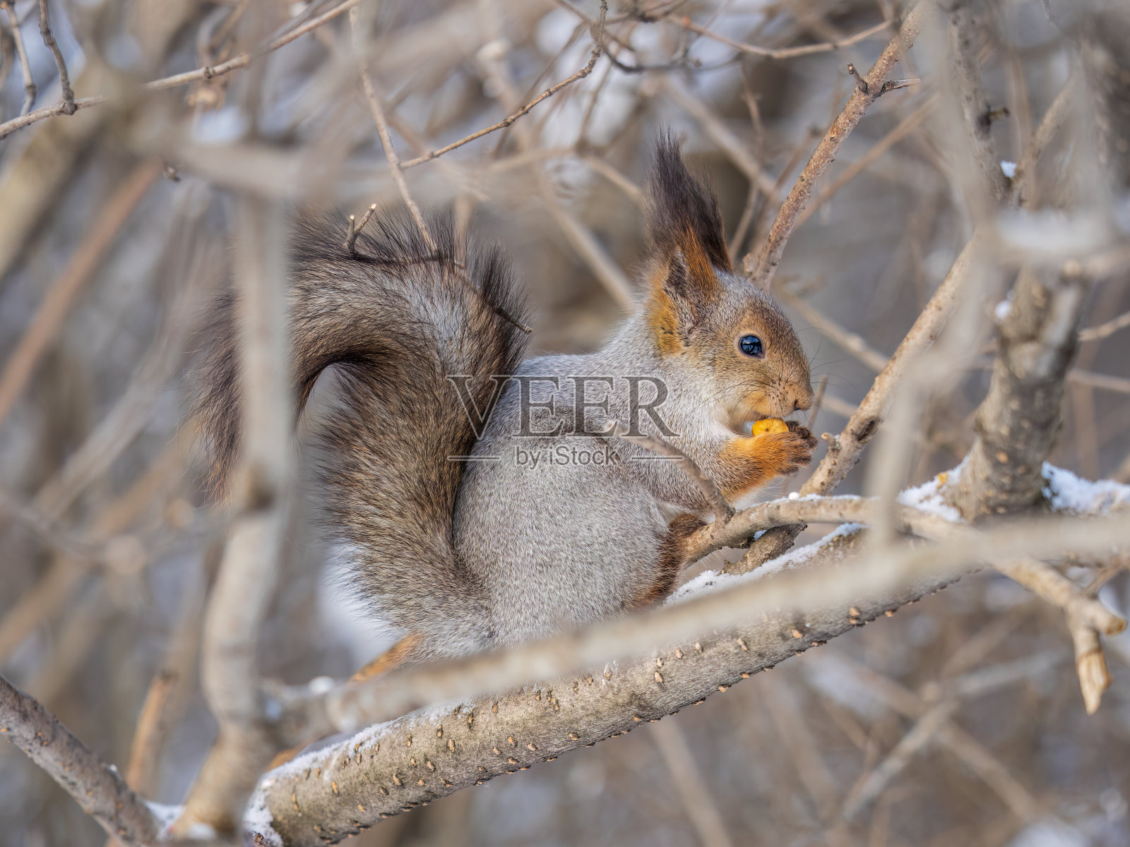 在冬天或深秋，带着坚果的松鼠栖息在树上。照片摄影图片