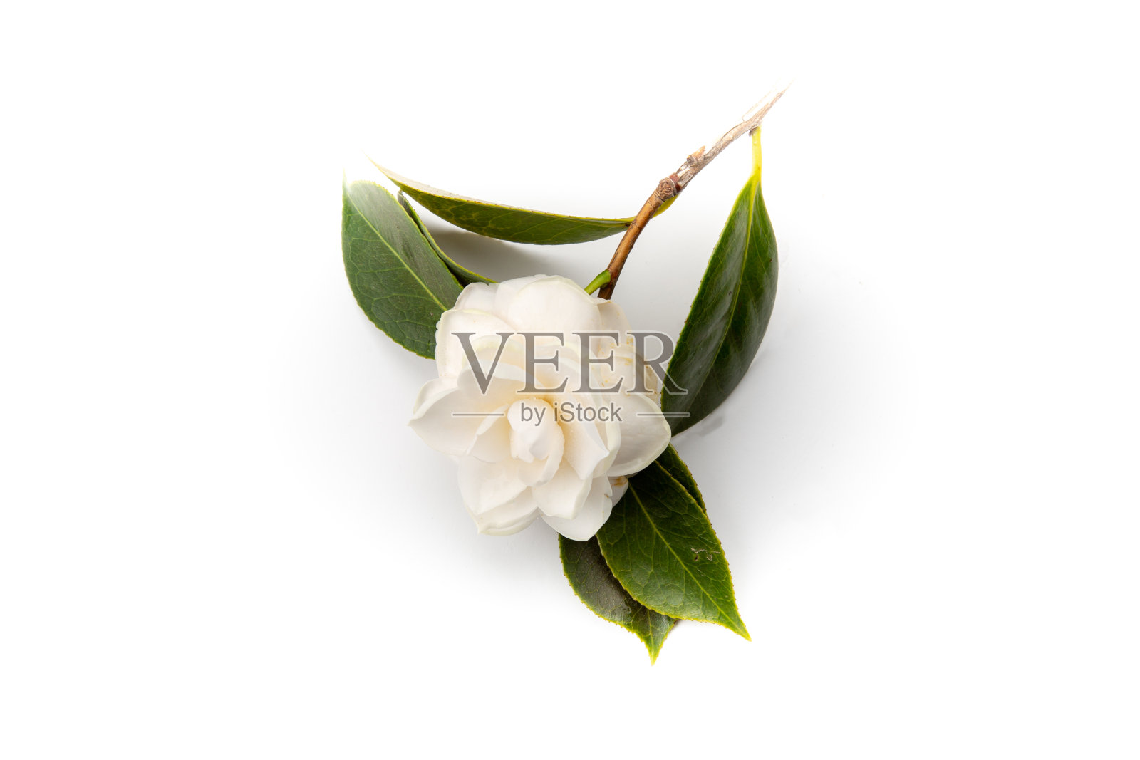 精致的山茶花，大自然画廊里的一个精致的奇迹照片摄影图片