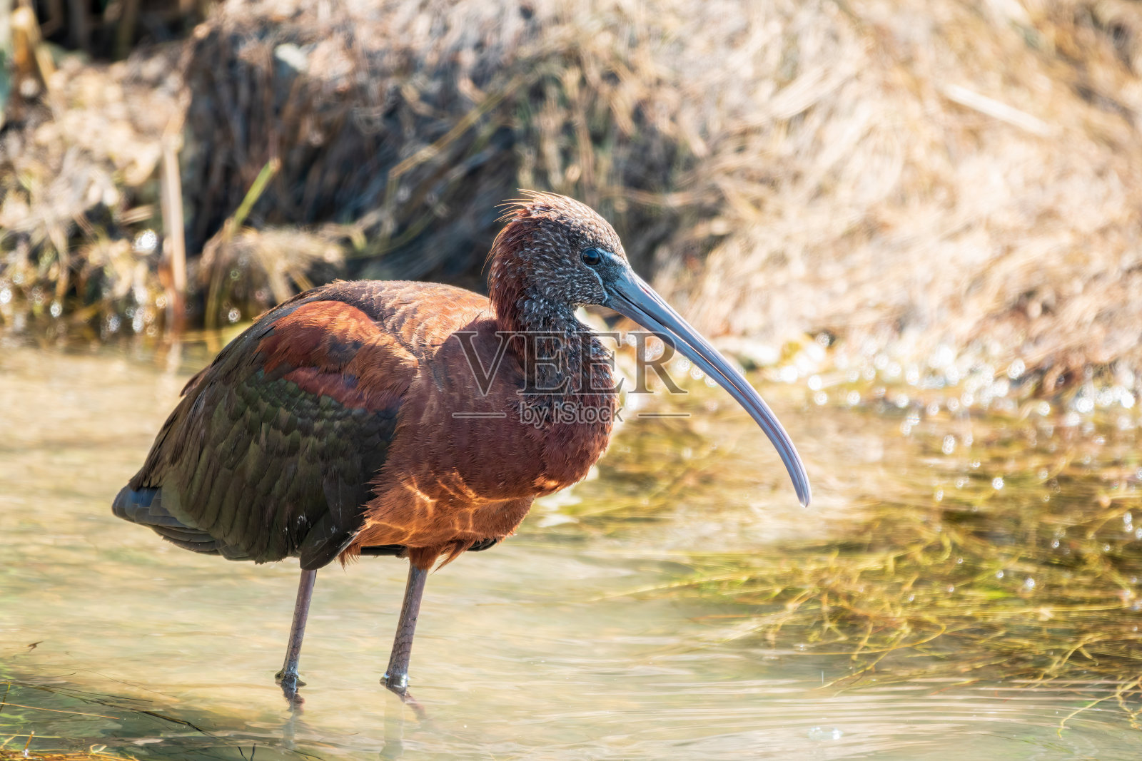 有光泽的朱鹭，拉丁名Plegadis falcinellus，在浅泻湖寻找食物。照片摄影图片