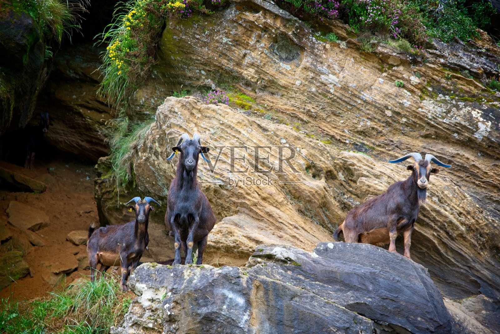岩石上的山羊照片摄影图片