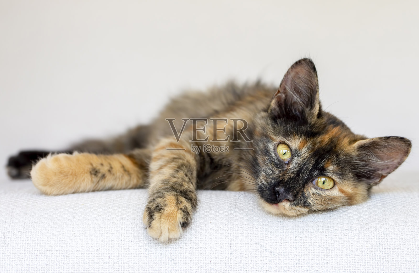 可爱的印花猫，宠物动物。照片摄影图片