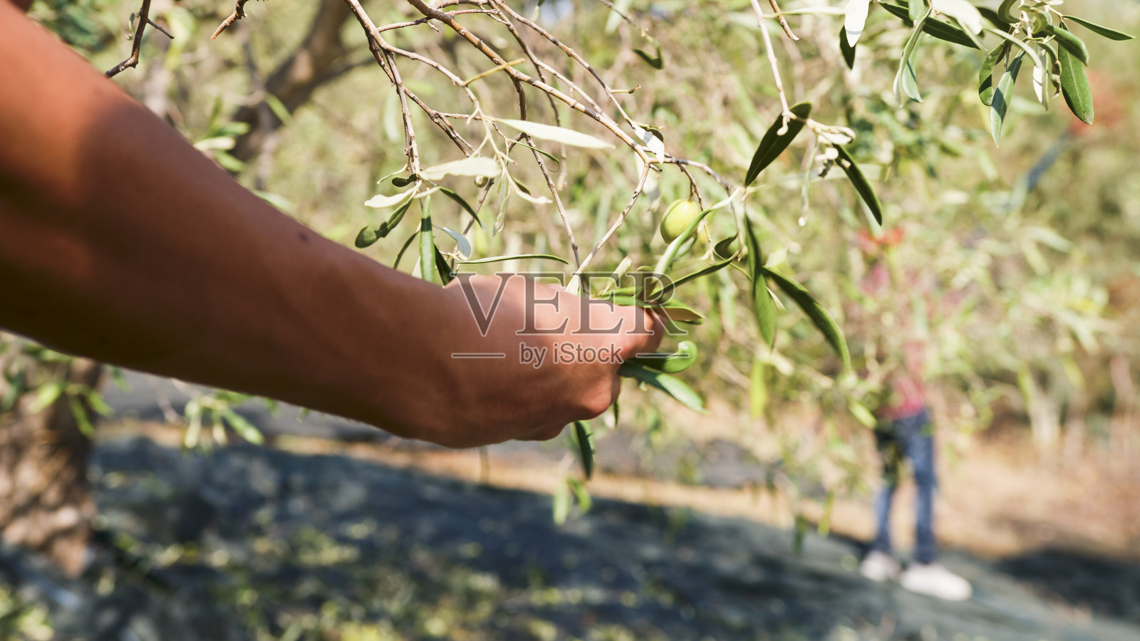 用手从树枝上采摘橄榄照片摄影图片
