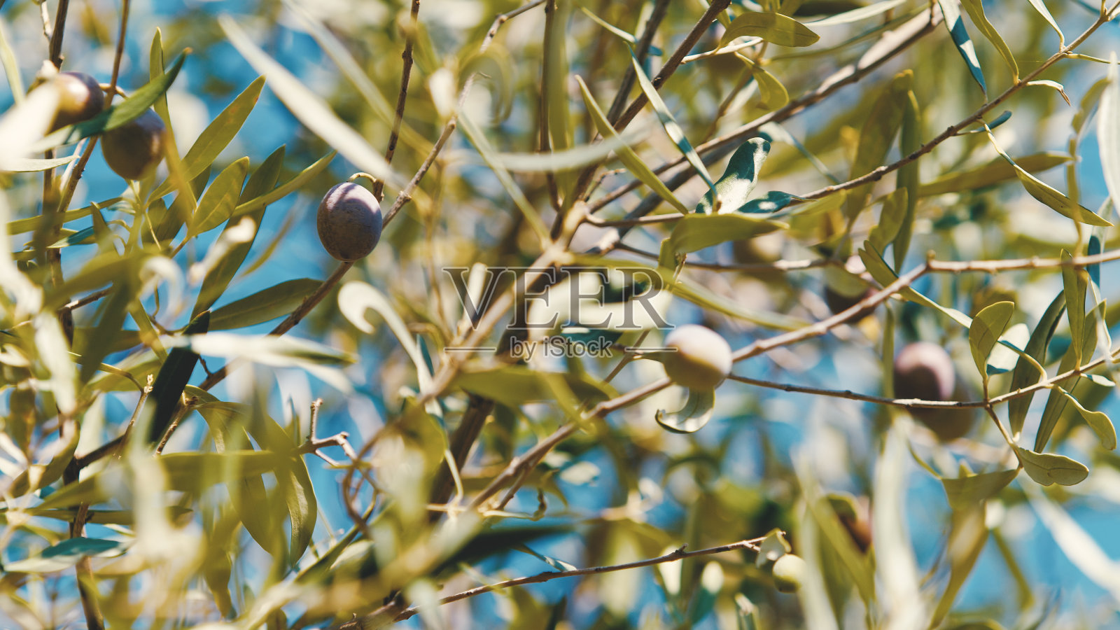 绿橄榄在树枝上。照片摄影图片