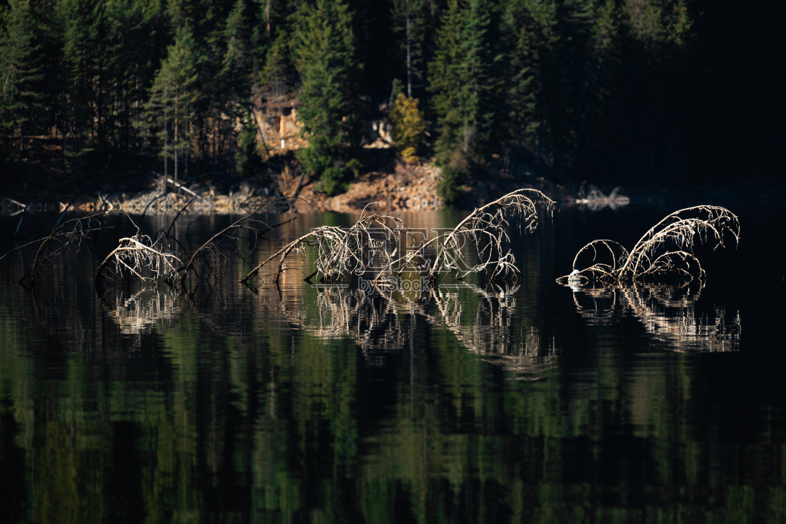 一棵下沉的树，它的树枝在一个大湖的水面上。照片摄影图片