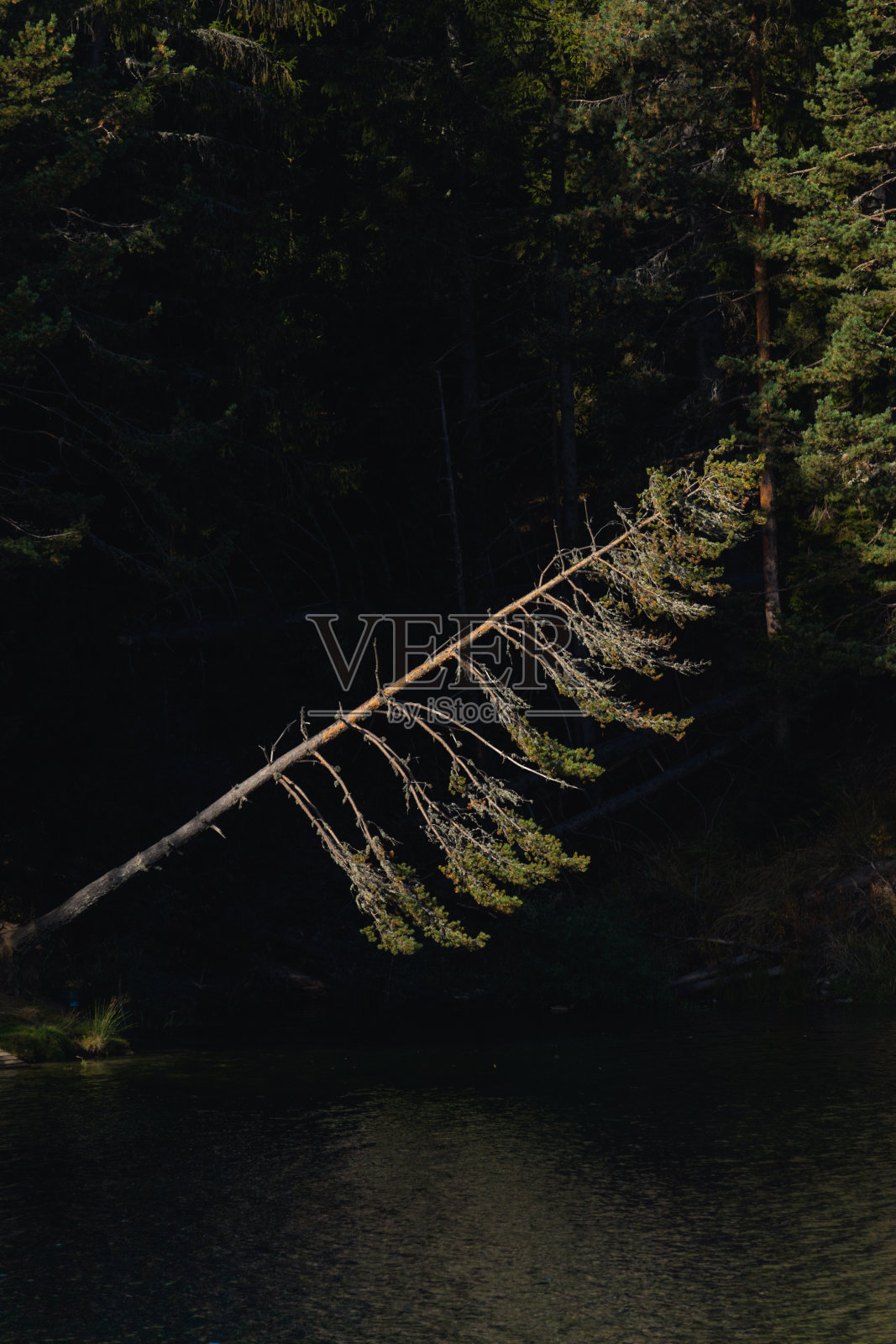 松树悬在湖面上的松树照片摄影图片