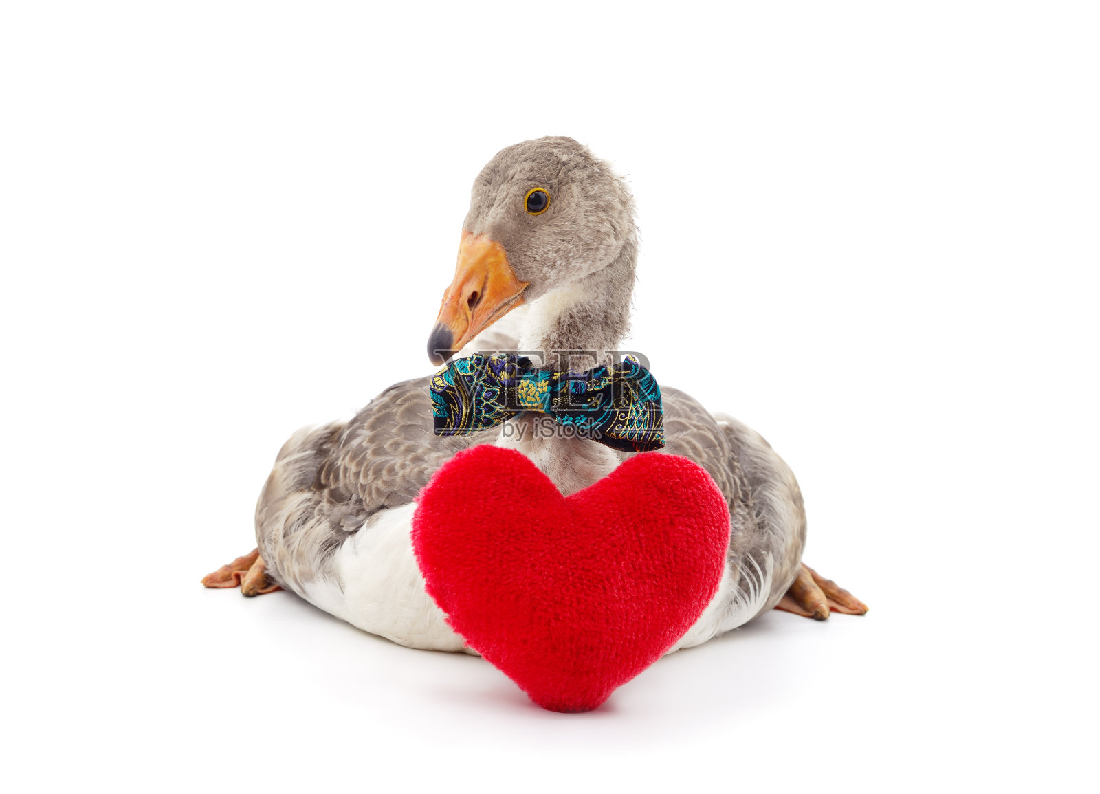 鹅在蝴蝶和一颗心。照片摄影图片