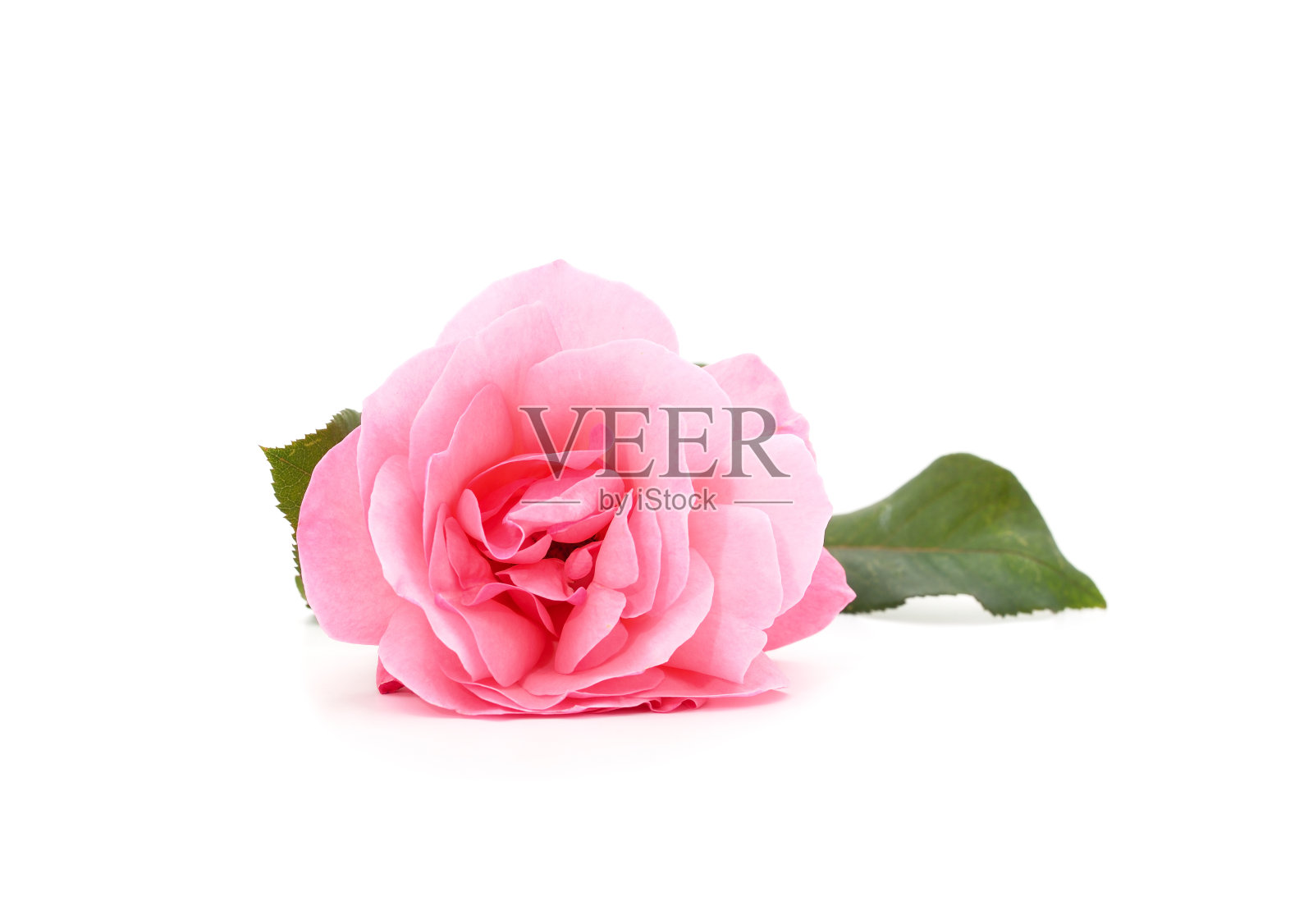 漂亮的粉色玫瑰。照片摄影图片