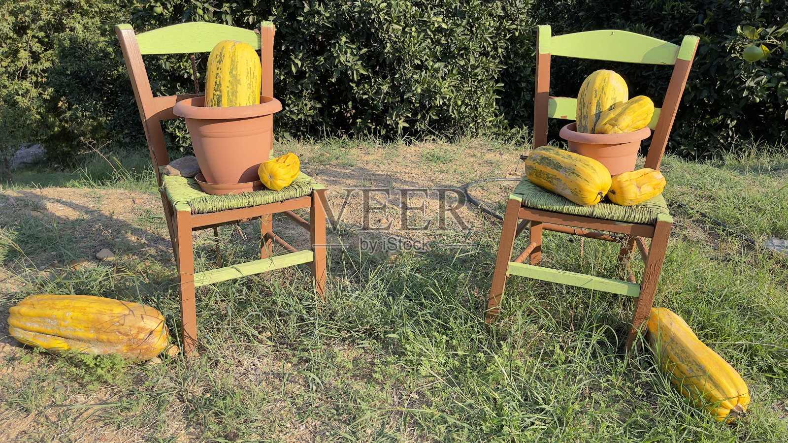 静物画的蔬菜南瓜放在椅子上的篮子里照片摄影图片