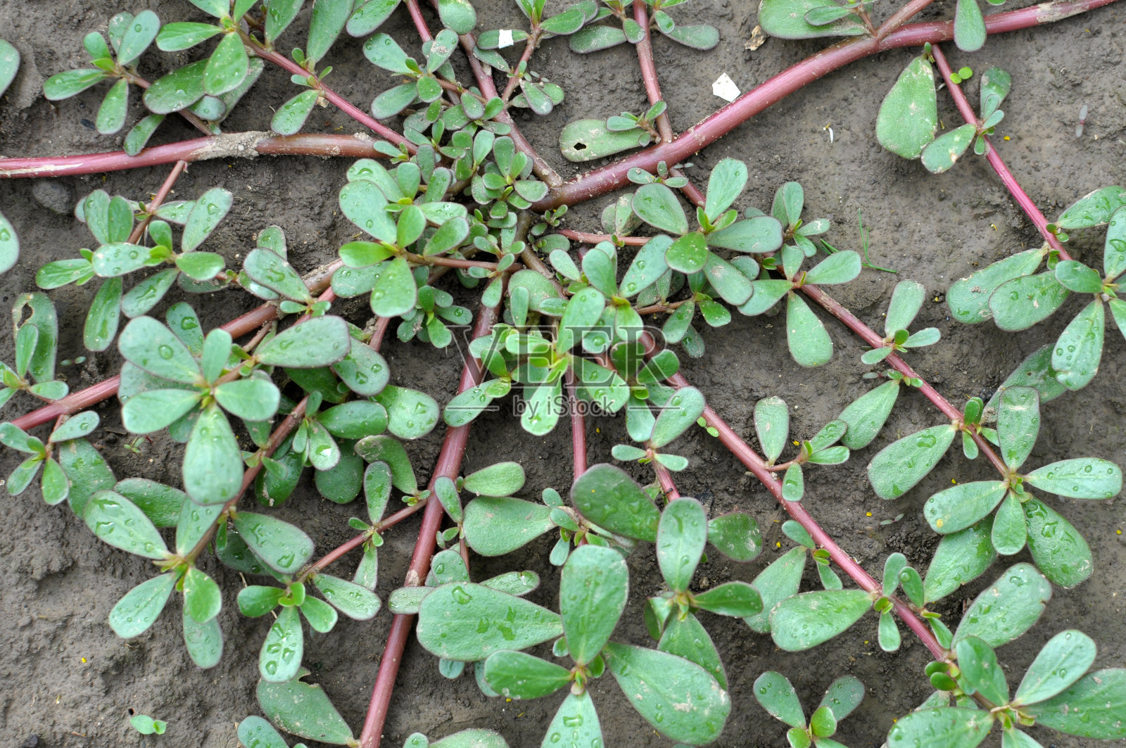 在土壤中，像野草一样生长着马齿苋(马齿苋)照片摄影图片