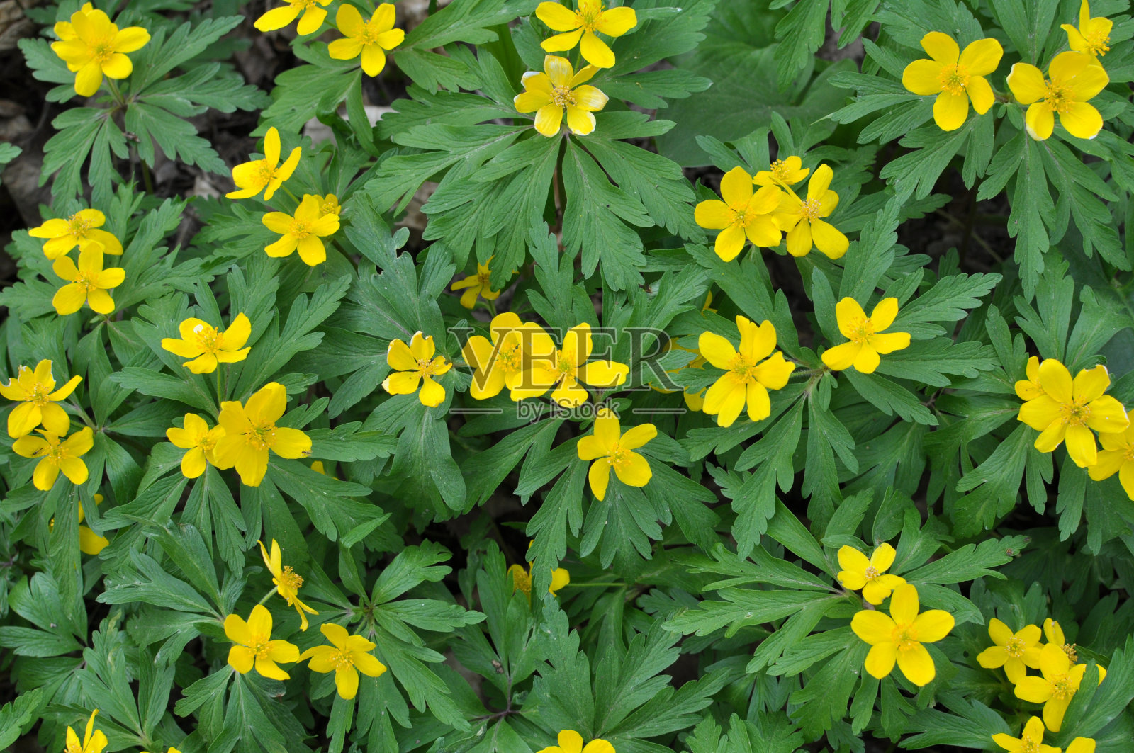春天的森林里盛开着黄色的海葵(anemone ranunculoides)。照片摄影图片