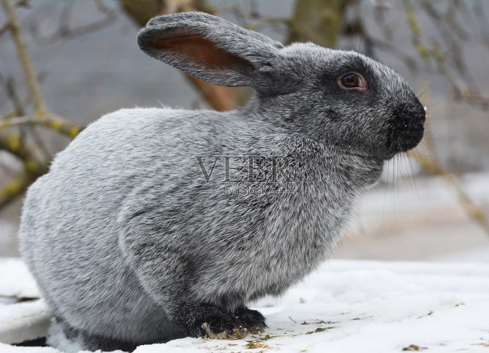 波尔塔瓦银发品种的兔子照片摄影图片