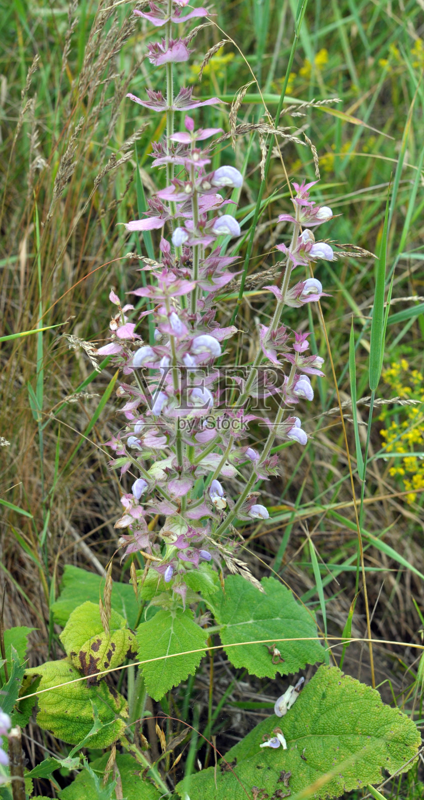 鼠尾草(Salvia sclarea)生长在自然界中照片摄影图片