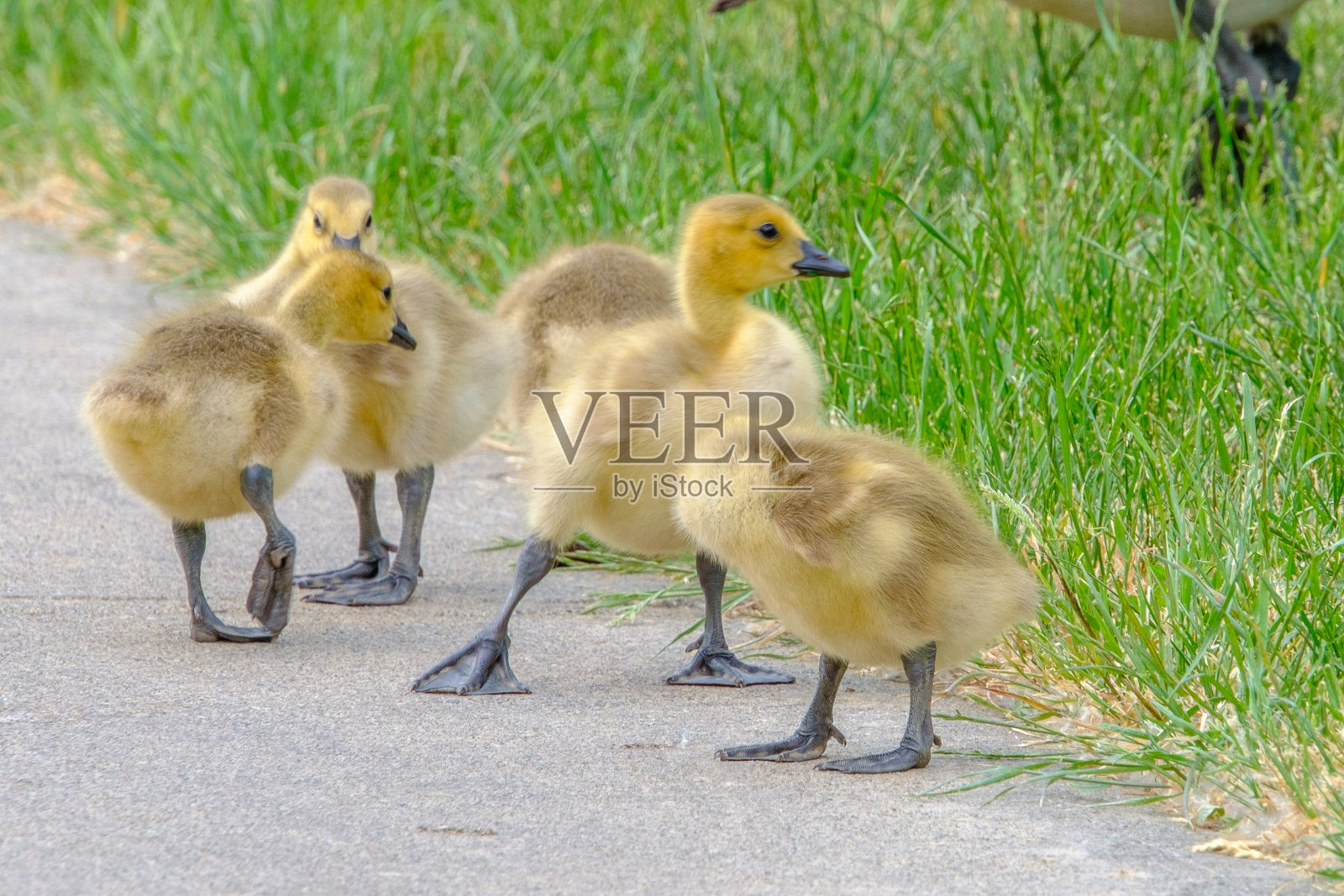 小鹅们在春天散步照片摄影图片