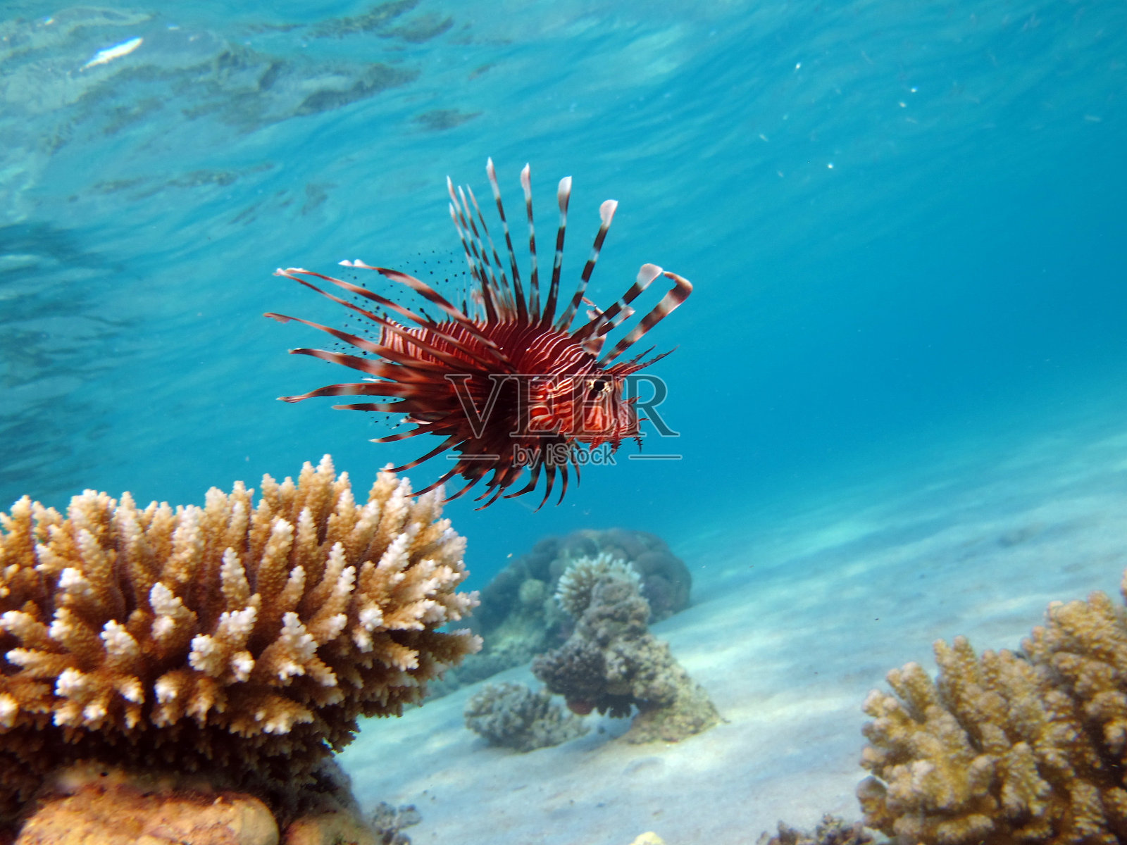 红海里的狮子鱼。照片摄影图片