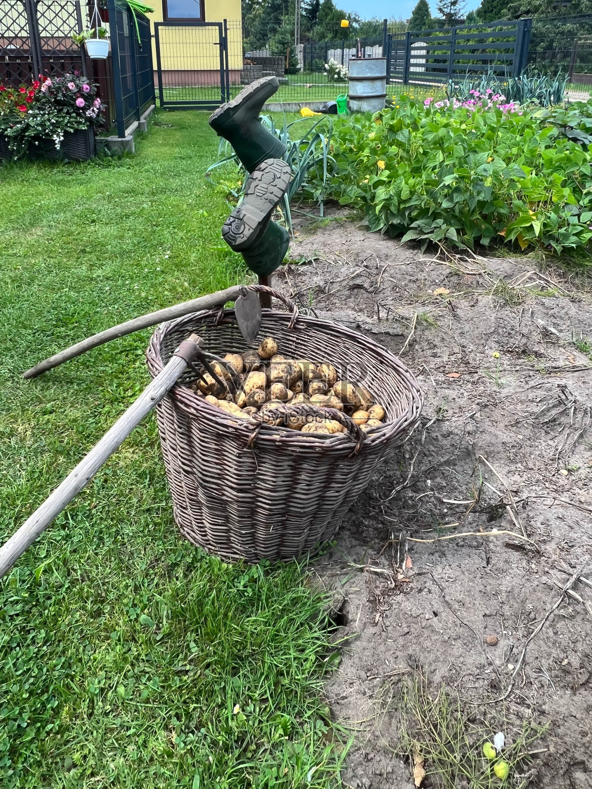 洗过的胶靴在园艺后放在木桩上晾干照片摄影图片