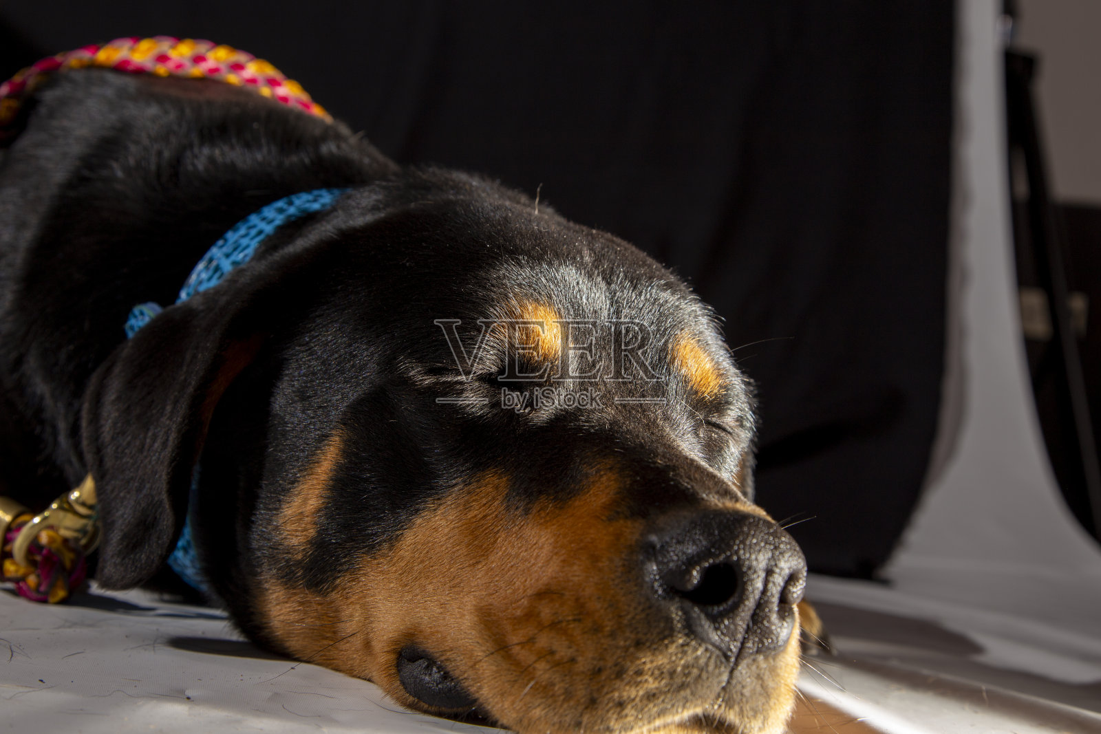 美国罗威纳犬，危险的宠物犬照片摄影图片