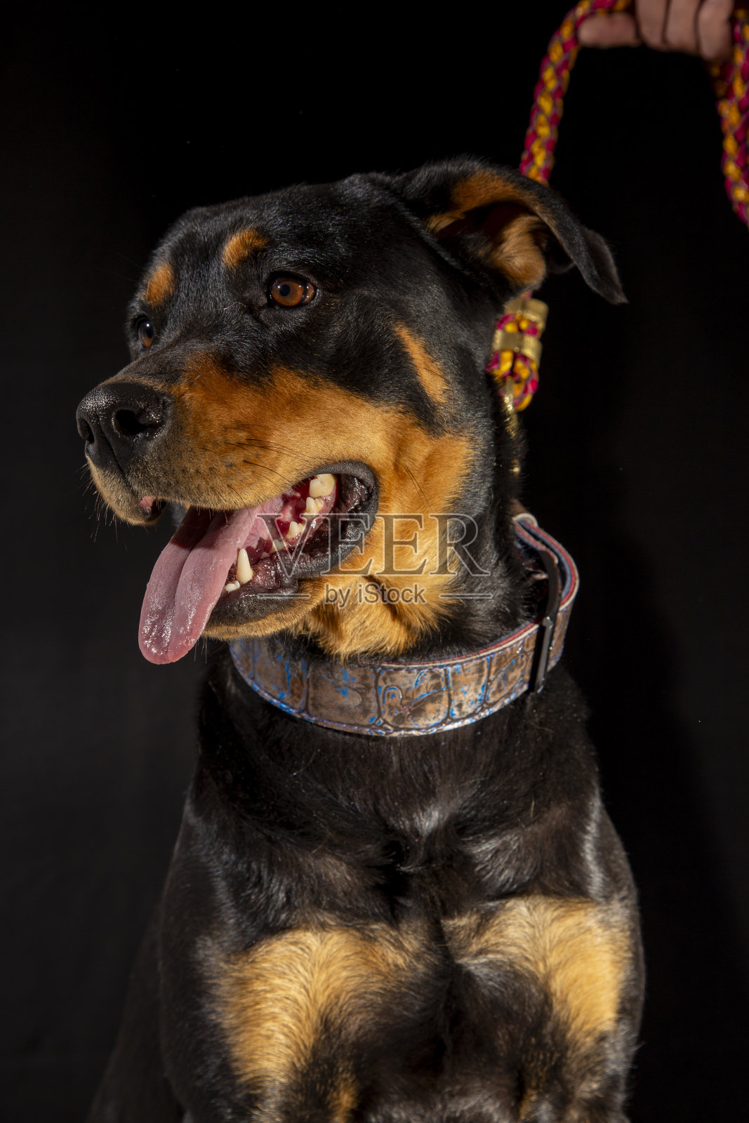 美国罗威纳犬，危险的宠物犬照片摄影图片