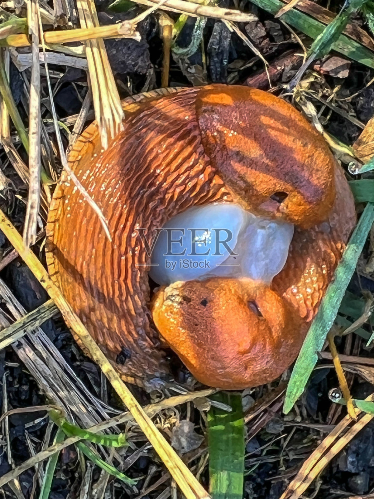 两只无壳蜗牛靠在一起，由粘液连接照片摄影图片