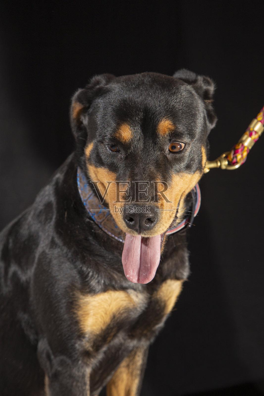 美国罗威纳犬，危险的宠物犬照片摄影图片