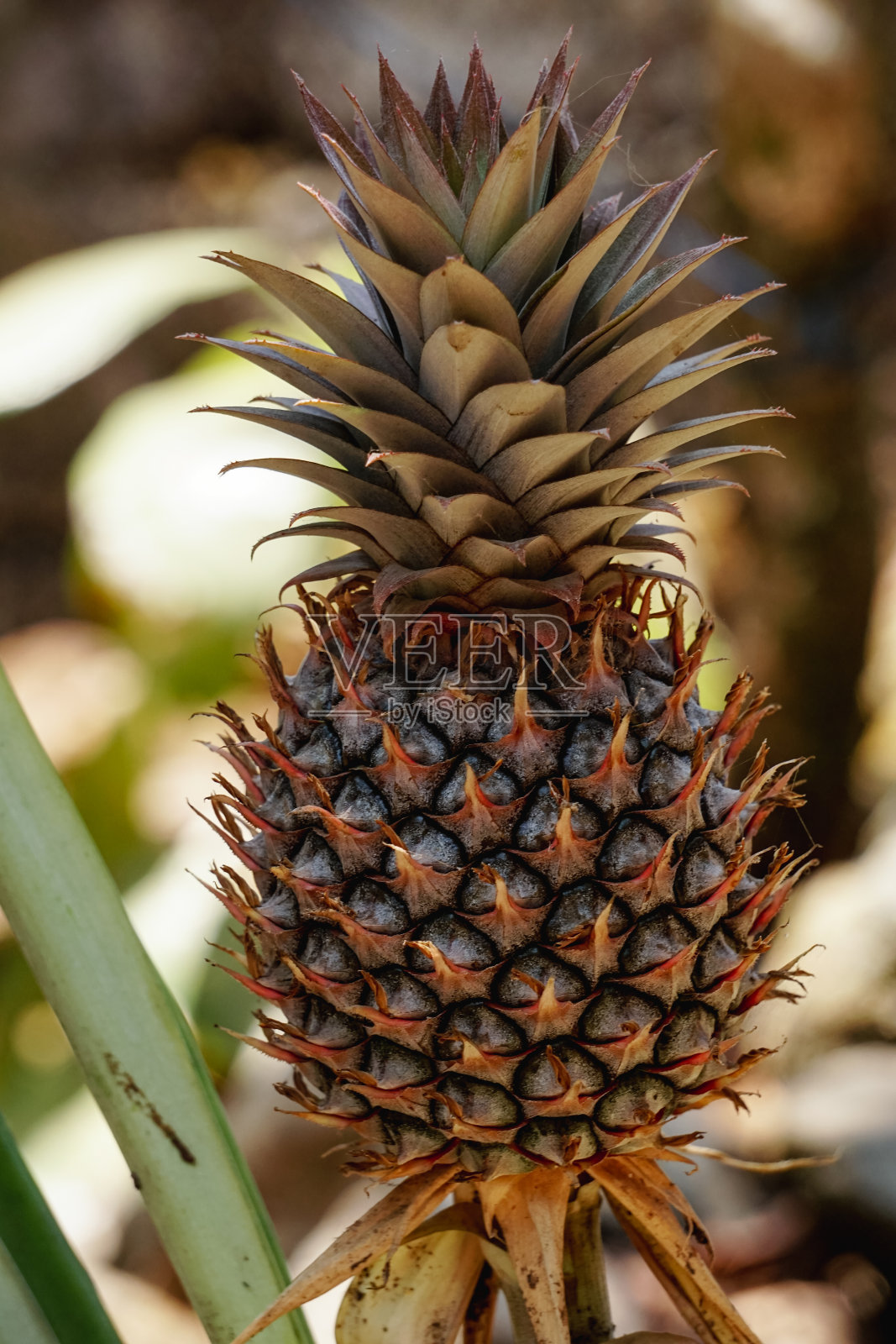 菠萝照片摄影图片