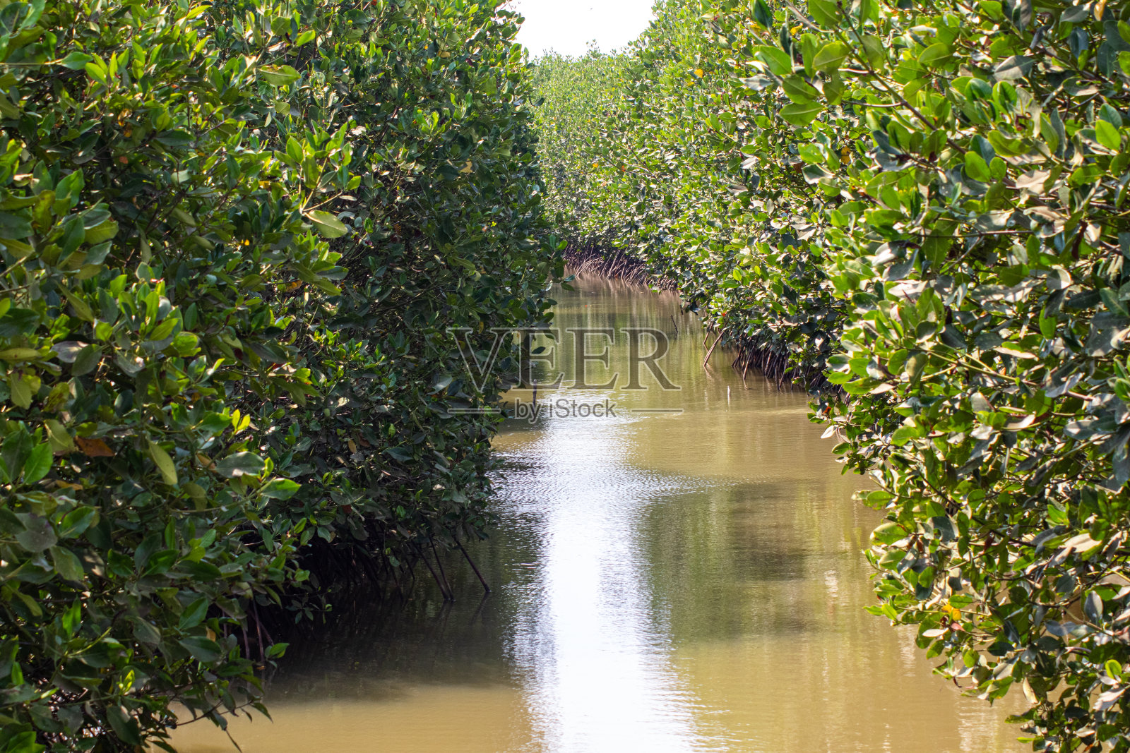 河周围有红树林照片摄影图片