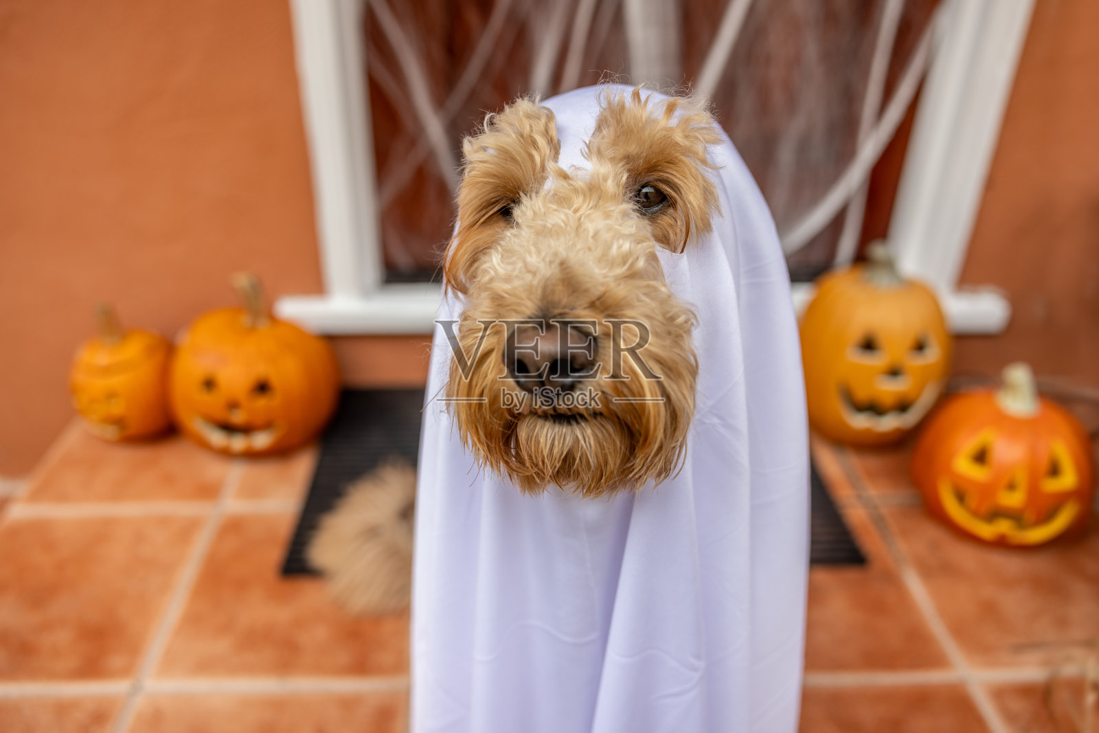 幽灵般的Goldendoodle照片摄影图片