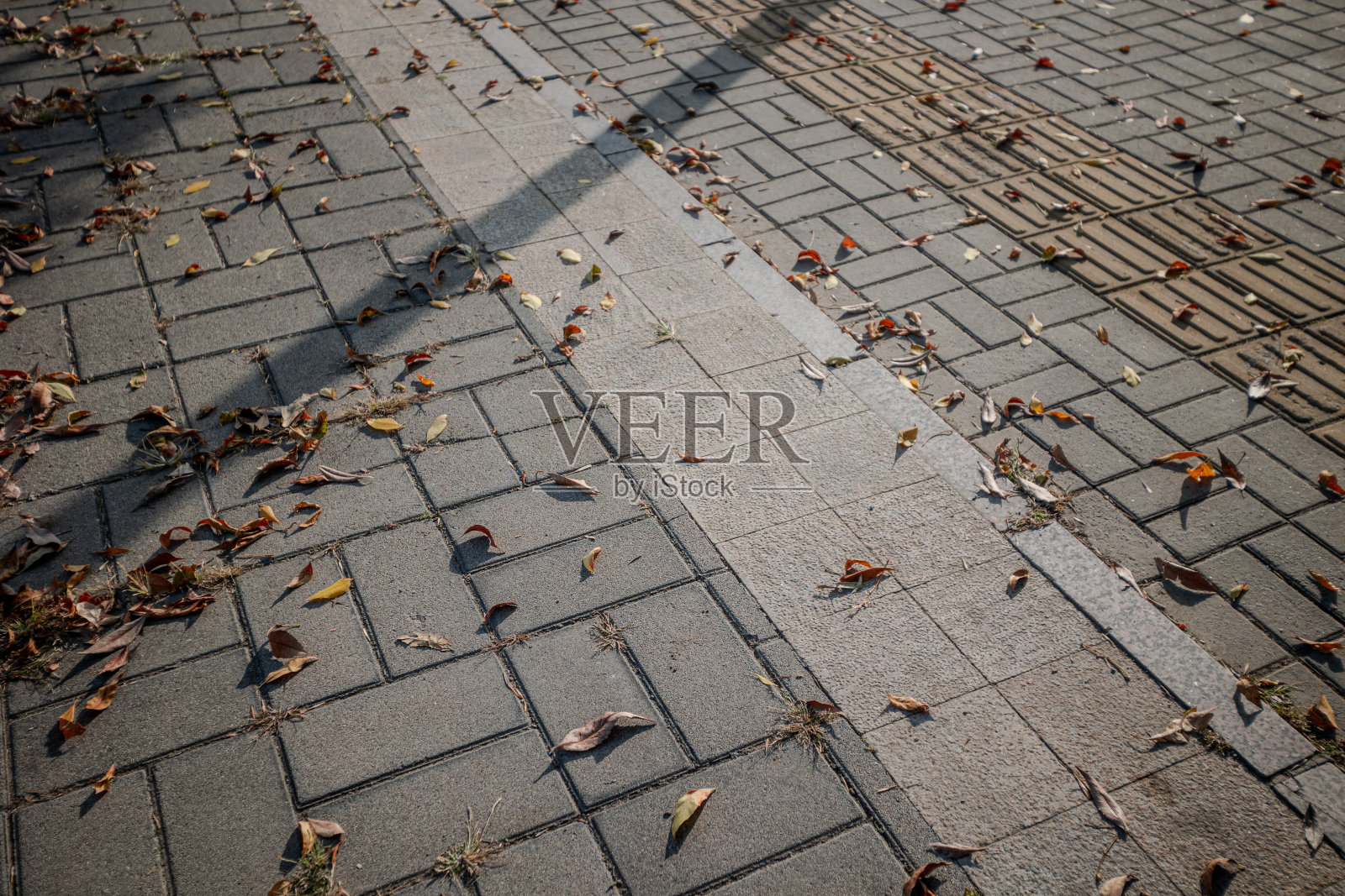 灰色水泥砖路面侧视图，树影，阳光强烈，落叶丰富照片摄影图片