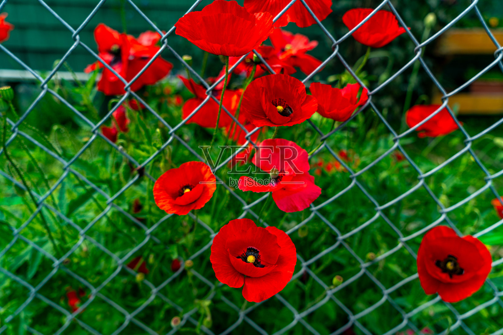 红罂粟花照片摄影图片