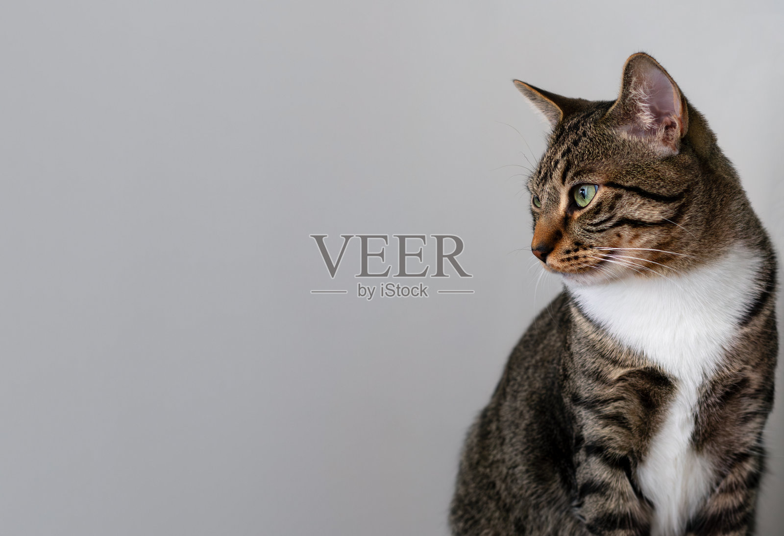 斑纹猫，绿色的眼睛和白色的胸部在灰色的背景上。照片摄影图片