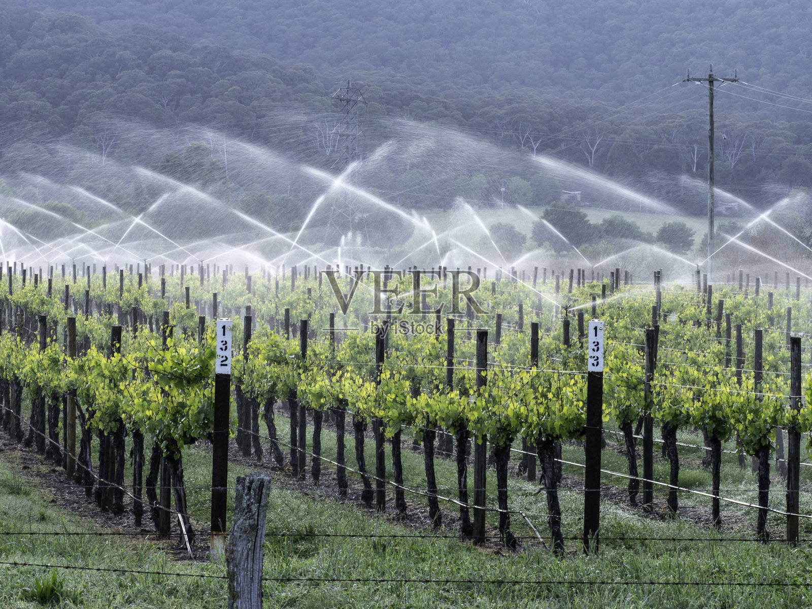 葡萄藤上的洒水器照片摄影图片