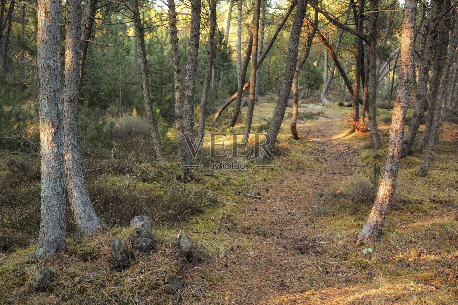 夏末/初秋的乡村森林照片摄影图片