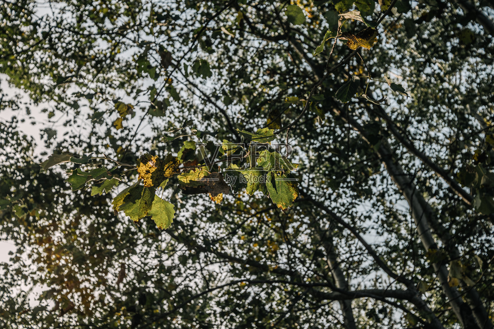 秋景中树冠拥抱蓝天的俯视图照片摄影图片