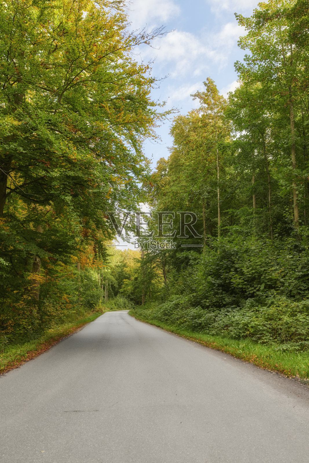 夏末/初秋的乡村森林照片摄影图片
