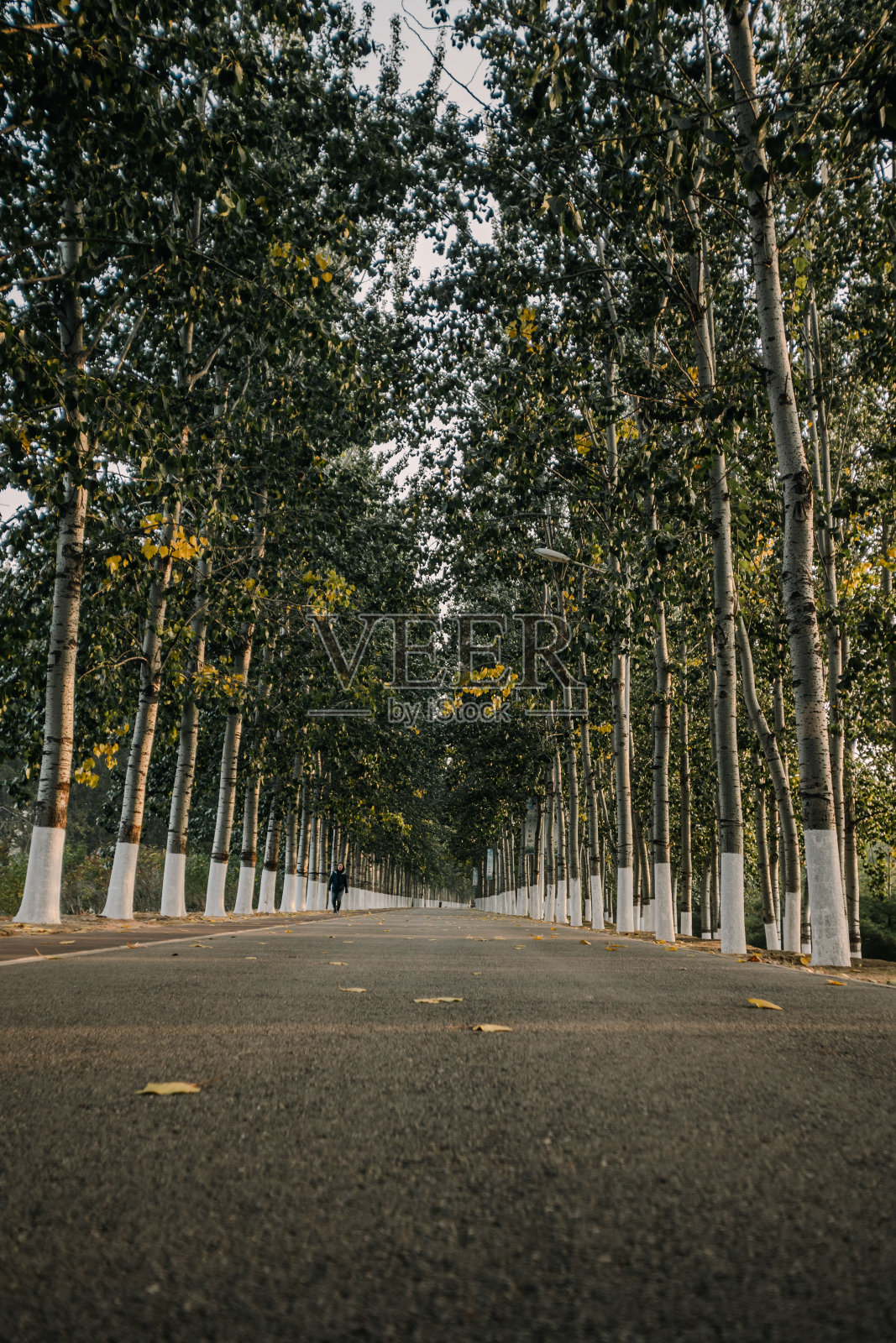 秋林和蓝天下的小路照片摄影图片