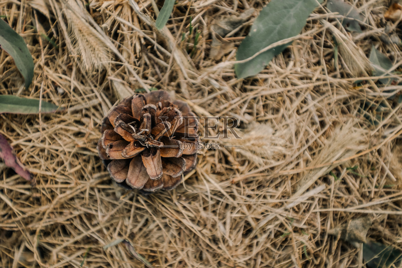 松果散落在森林地面-详细的特写捕捉照片摄影图片