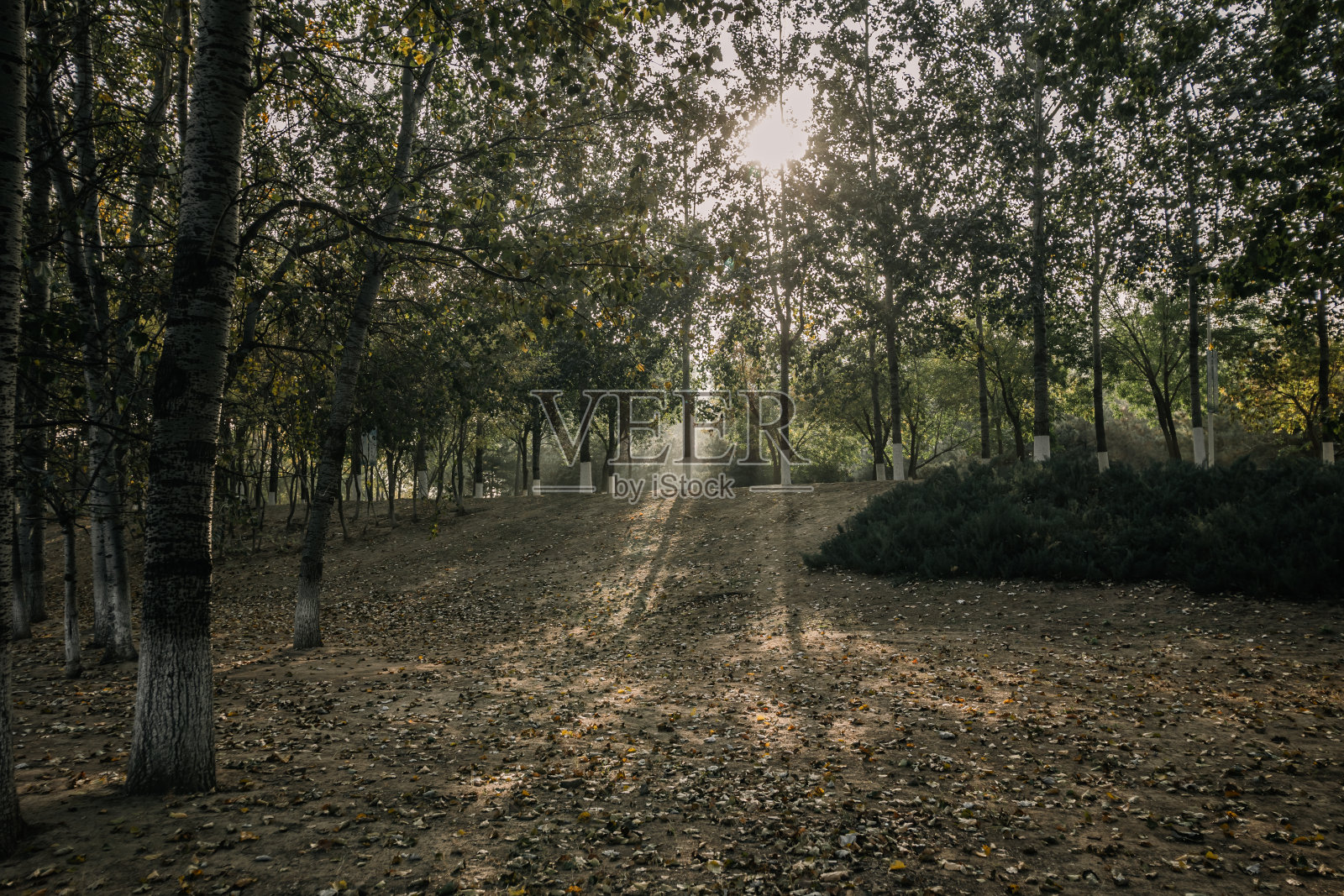 秋林和蓝天下的小路照片摄影图片