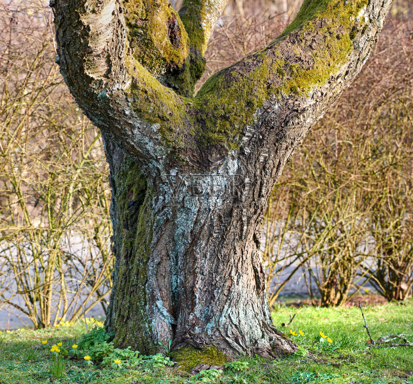 夏末/初秋的乡村森林照片摄影图片