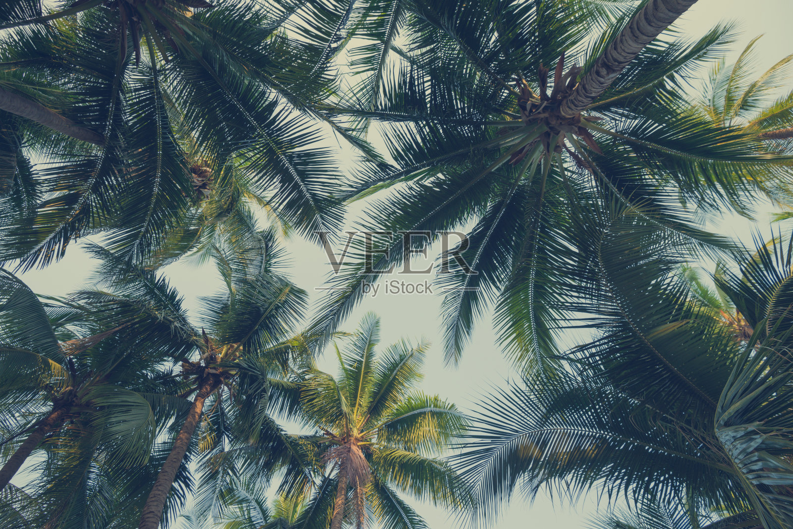 抽象图案椰树棕榈树叶背景。照片摄影图片