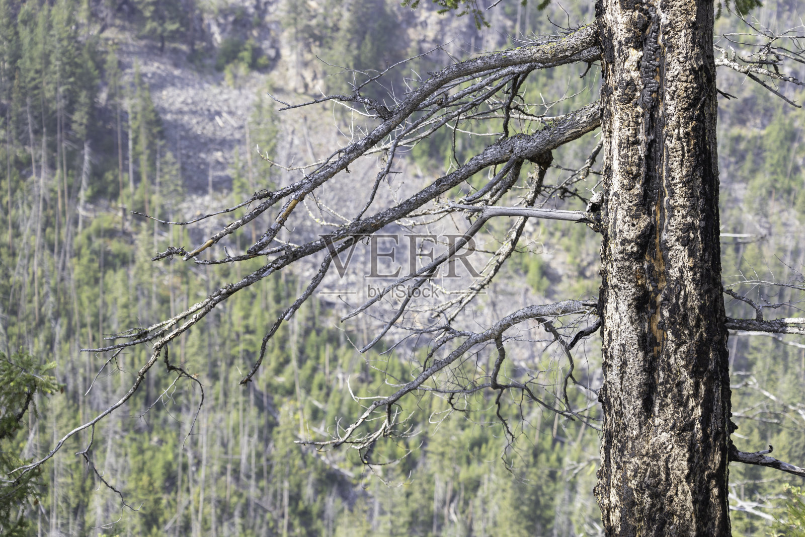 被森林大火烧毁的树照片摄影图片